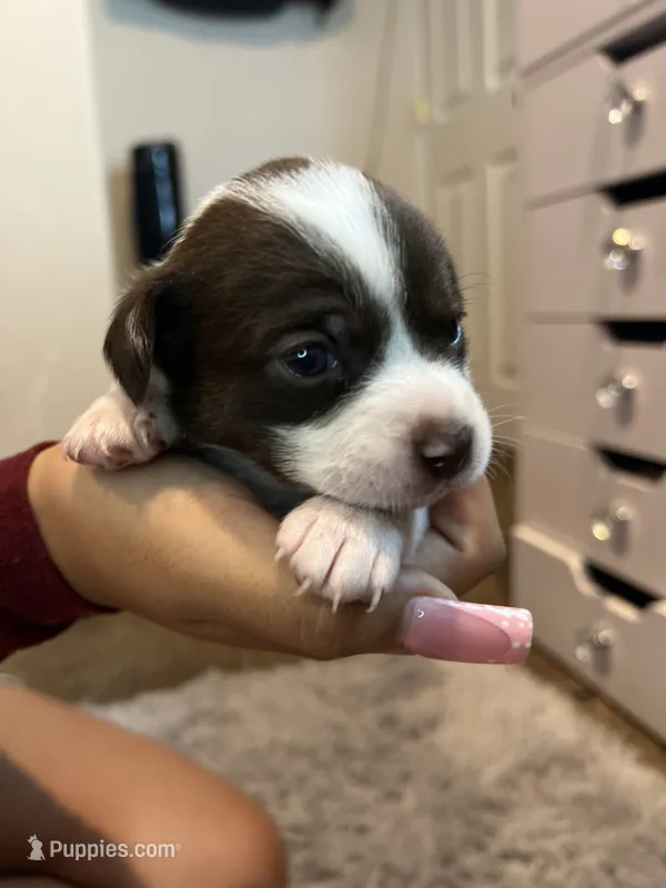 . – Chihuahua, Shih Tzu puppy for sale in Pasco, WA