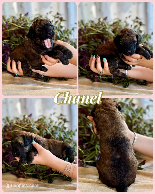 Chanel – Poodle - Standard  puppy for sale in Pana, IL