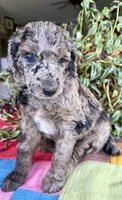 Dior, a female Poodle - Standard  for sale in Pana, IL – 2 of 5