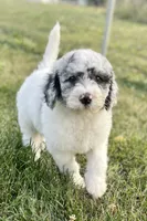 Sheepadoodle Puppy 4, a  Sheepadoodle for sale in Pana, IL – 7 of 8