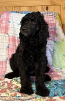 Fendi, a male Poodle - Standard  for sale in Pana, IL – 1 of 7