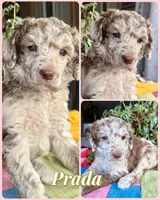 Prada, a female Poodle - Standard  for sale in Pana, IL – 4 of 6