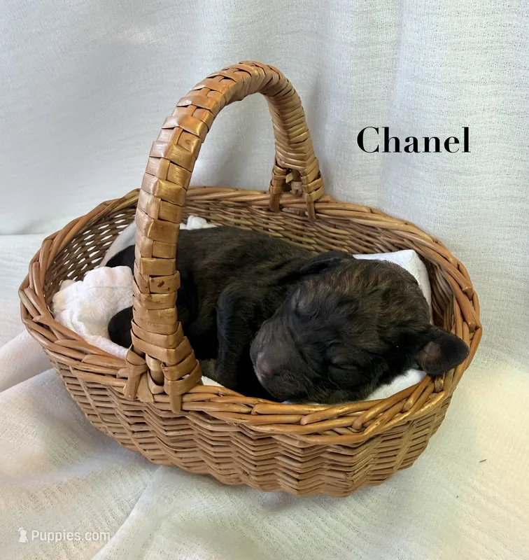 Chanel – Poodle - Standard  puppy for sale in Pana, IL
