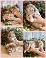 Prada, a female Poodle - Standard  for sale in Pana, IL – 6 of 6