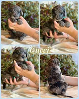 Gucci, a male Poodle - Standard  for sale in Pana, IL – 7 of 8