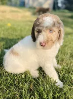 Sheepadoodle Puppy 5, a  Sheepadoodle for sale in Pana, IL – 8 of 8