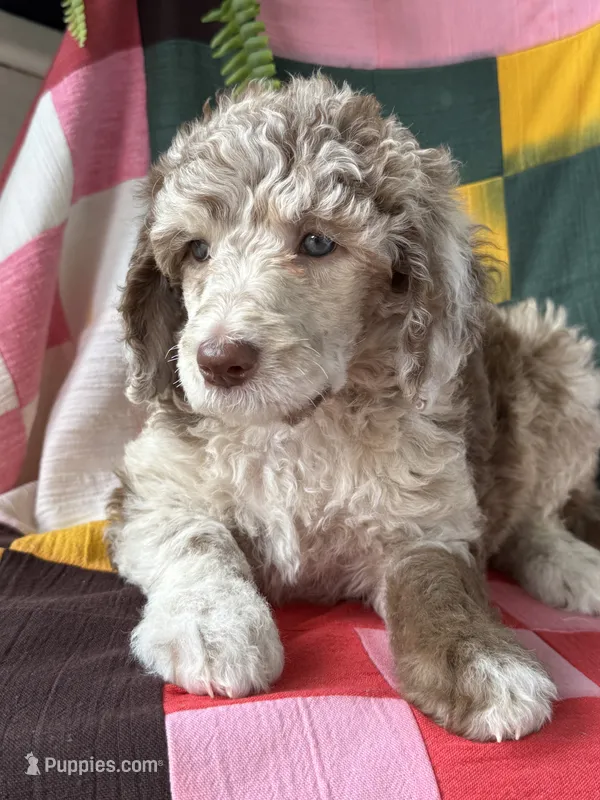 Prada – Poodle - Standard  puppy on hold in Pana, IL