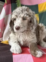 Prada, a female Poodle - Standard  for sale in Pana, IL – 1 of 6