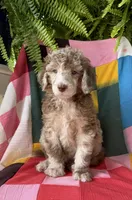 Burberry, a male Poodle - Standard  for sale in Pana, IL – 3 of 8
