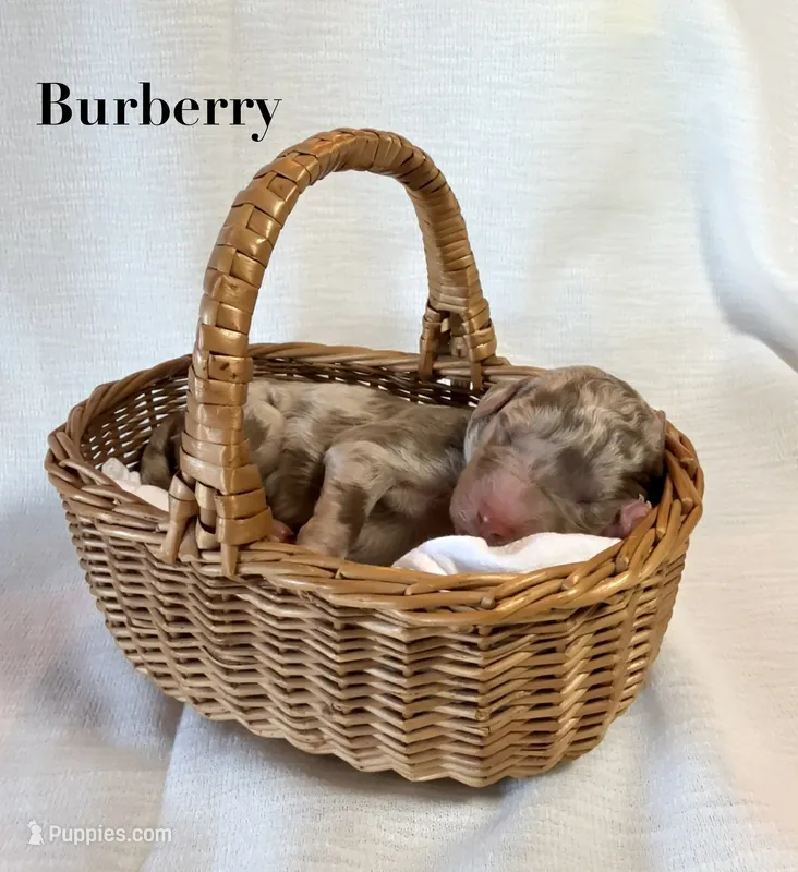 Burberry – Poodle - Standard  puppy for sale in Pana, IL