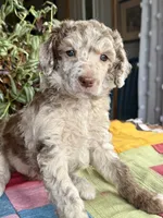 Prada, a female Poodle - Standard  for sale in Pana, IL – 2 of 6