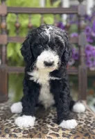 Sheepadoodle Puppy 4, a  Sheepadoodle for sale in Pana, IL – 4 of 8