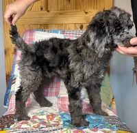 Gucci, a male Poodle - Standard  for sale in Pana, IL – 3 of 8