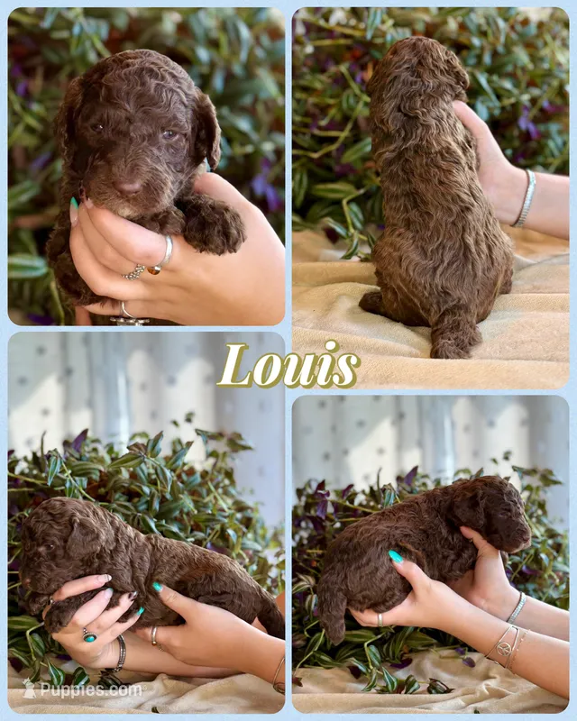 Louis – Poodle - Standard  puppy for sale in Pana, IL