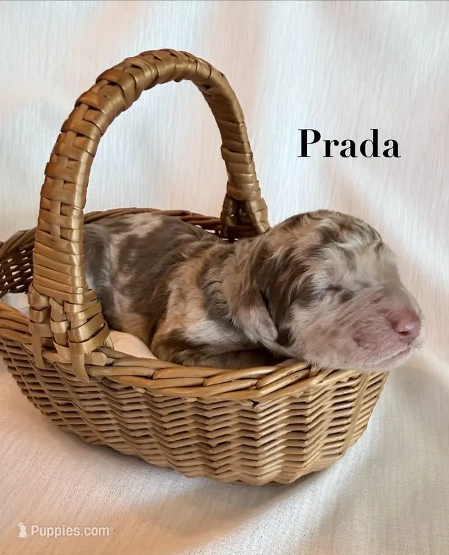 Prada – Poodle - Standard  puppy on hold in Pana, IL
