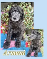 Armani, a male Poodle - Standard  for sale in Pana, IL – 6 of 8