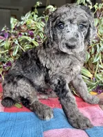 Gucci, a male Poodle - Standard  for sale in Pana, IL – 5 of 8