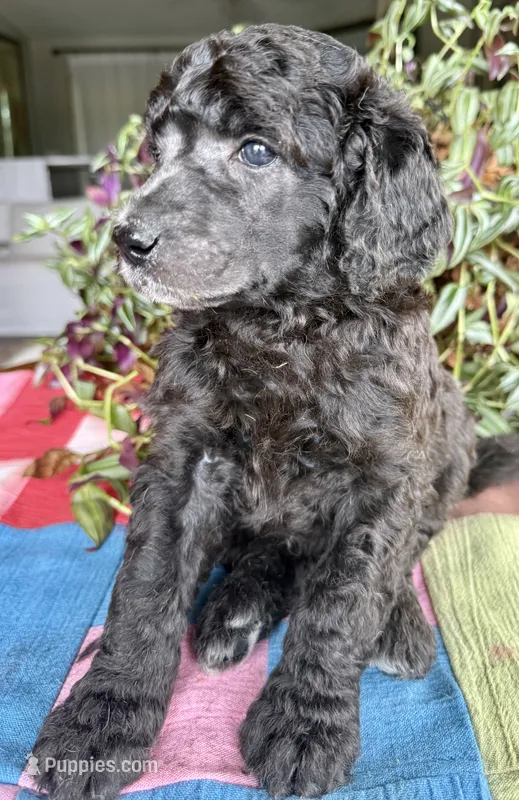 Armani – Poodle - Standard  puppy for sale in Pana, IL