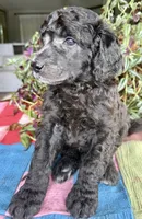 Armani, a male Poodle - Standard  for sale in Pana, IL – 5 of 8