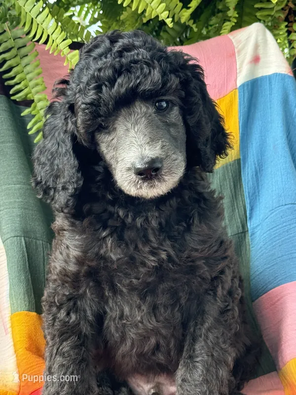 Armani – Poodle - Standard  puppy for sale in Pana, IL
