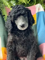 Armani, a male Poodle - Standard  for sale in Pana, IL – 4 of 8