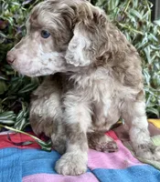 Burberry, a male Poodle - Standard  for sale in Pana, IL – 4 of 8