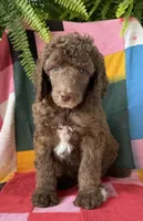 Dolce, a female Poodle - Standard  for sale in Pana, IL – 1 of 5