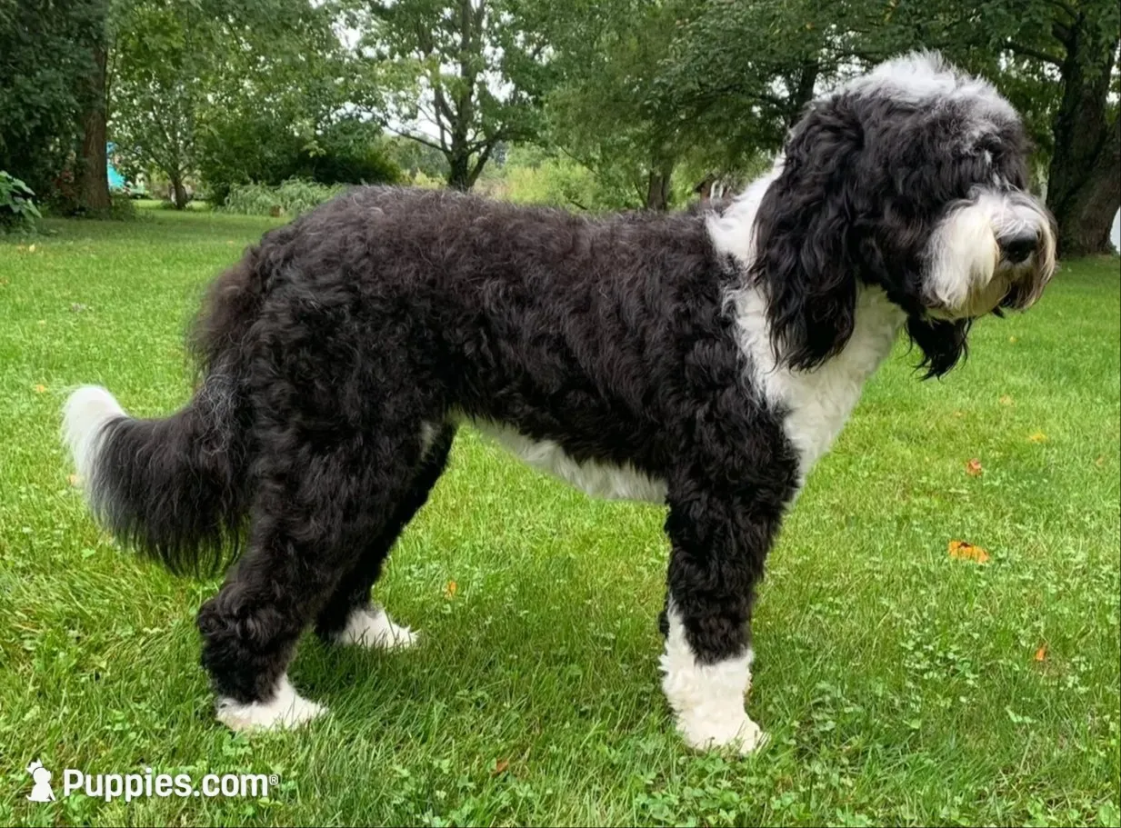 Sheepadoodle Puppy 3, a  Sheepadoodle for sale in Pana, IL – 4 of 8