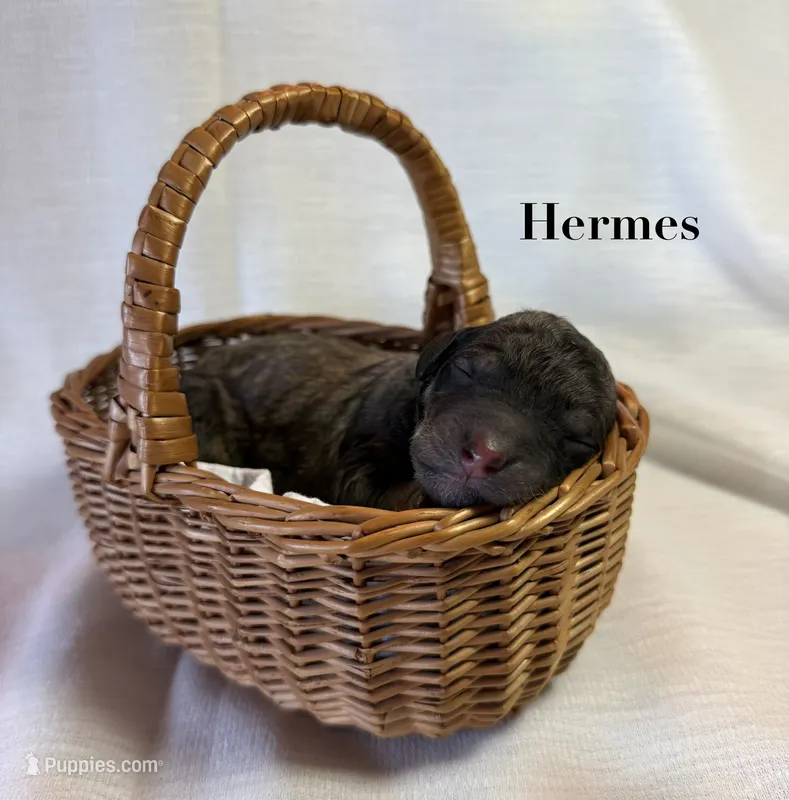 Hermes – Poodle - Standard  puppy for sale in Pana, IL