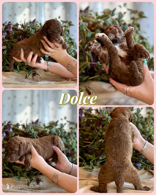 Dolce – Poodle - Standard  puppy for sale in Pana, IL