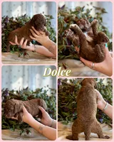 Dolce, a female Poodle - Standard  for sale in Pana, IL – 4 of 5