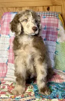 Burberry, a male Poodle - Standard  for sale in Pana, IL – 2 of 8