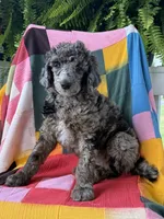 Dior, a female Poodle - Standard  for sale in Pana, IL – 1 of 5