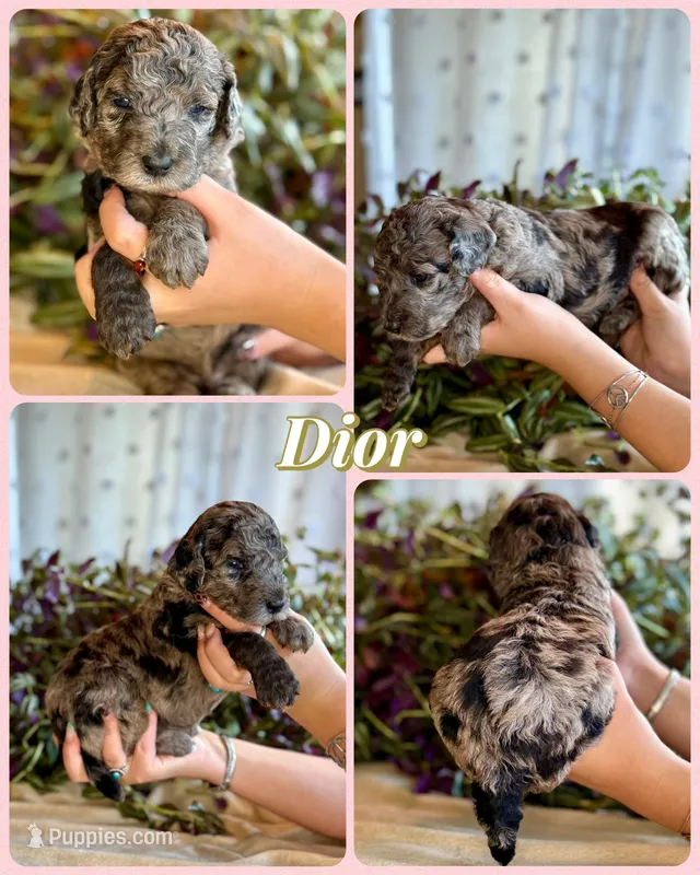 Dior – Poodle - Standard  puppy for sale in Pana, IL