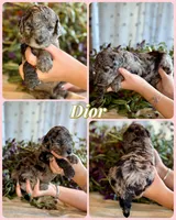 Dior, a female Poodle - Standard  for sale in Pana, IL – 4 of 5