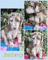 Burberry, a male Poodle - Standard  for sale in Pana, IL – 6 of 8