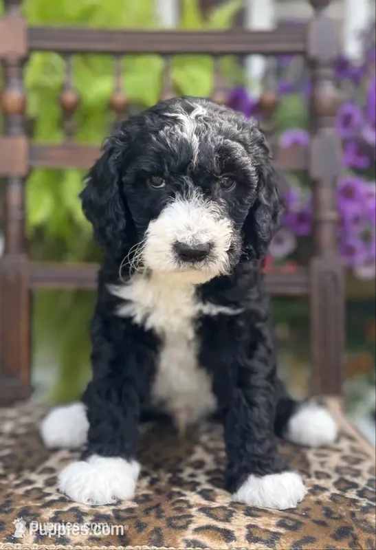 Sheepadoodle Puppy 1 – Sheepadoodle puppy for sale in Pana, IL