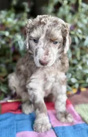 Burberry, a male Poodle - Standard  for sale in Pana, IL – 5 of 8