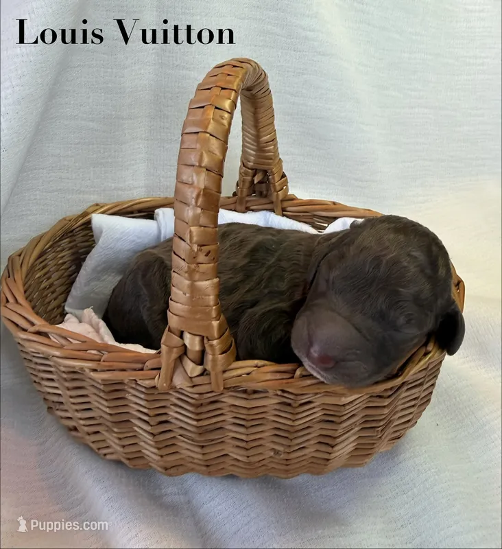 Louis – Poodle - Standard  puppy for sale in Pana, IL