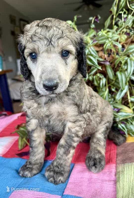 Hermes – Poodle - Standard  puppy for sale in Pana, IL