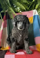 Gucci, a male Poodle - Standard  for sale in Pana, IL – 4 of 8