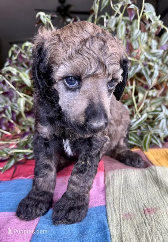Chanel – Poodle - Standard  puppy for sale in Pana, IL