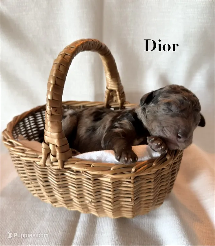Dior – Poodle - Standard  puppy for sale in Pana, IL