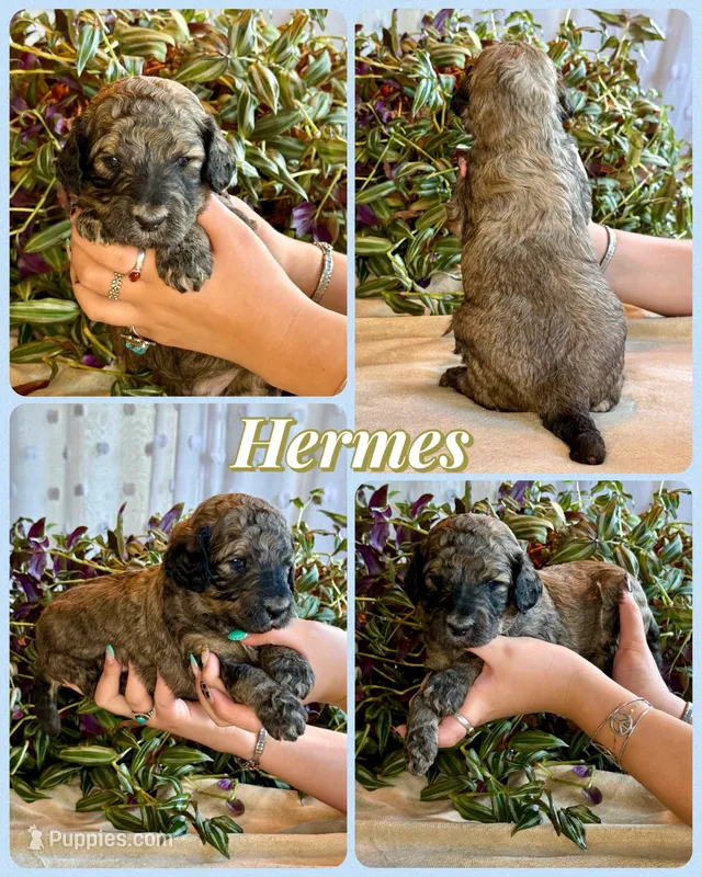 Hermes – Poodle - Standard  puppy for sale in Pana, IL
