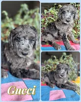 Gucci, a male Poodle - Standard  for sale in Pana, IL – 6 of 8