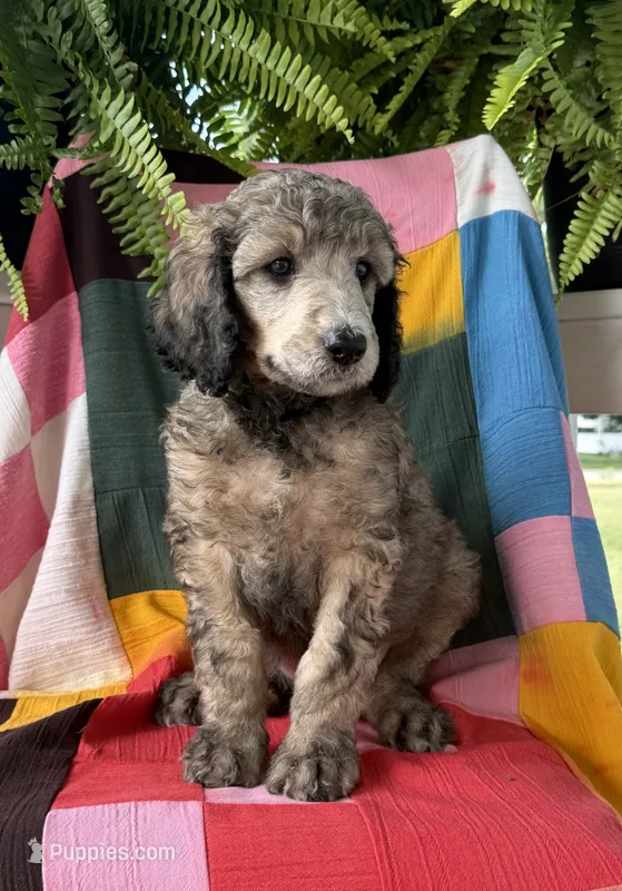 Hermes – Poodle - Standard  puppy for sale in Pana, IL