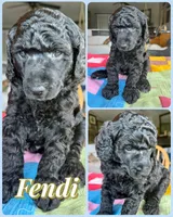 Fendi, a male Poodle - Standard  for sale in Pana, IL – 5 of 7