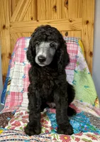 Armani, a male Poodle - Standard  for sale in Pana, IL – 2 of 8