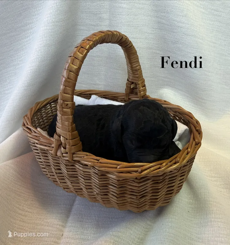 Fendi – Poodle - Standard  puppy for sale in Pana, IL