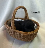 Fendi, a male Poodle - Standard  for sale in Pana, IL – 1 of 1
